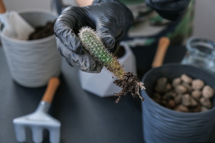 Como Plantar Cactos