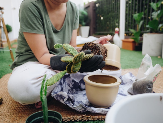 Como Replantar Cactos