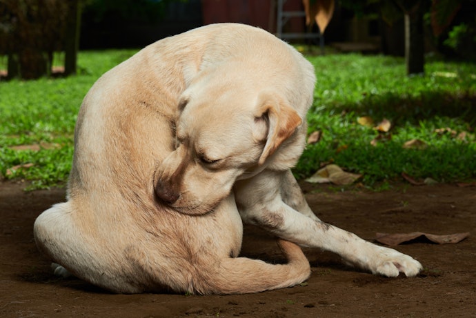 Pulga de Cachorro Pega em Humanos?