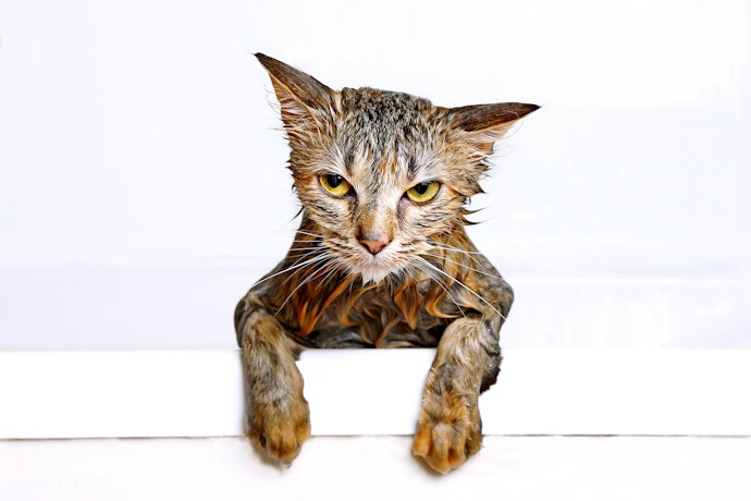 Quando Dar Banho em Gato?