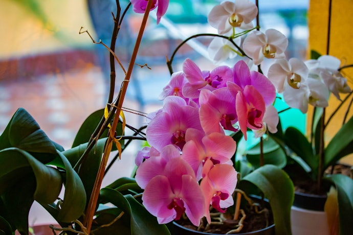 Quais São os Tipos de Orquídeas?