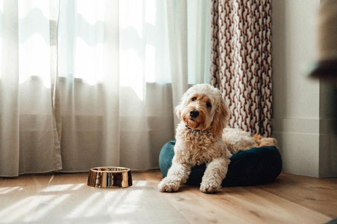 Quais São os Sintomas de Verme do Coração em Cães?