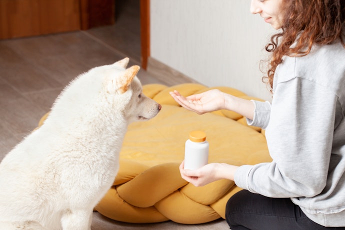 Como Prevenir o Verme do Coração em Cães?