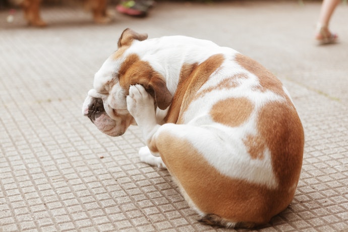 Como Saber se o Cachorro Está com Pulga?