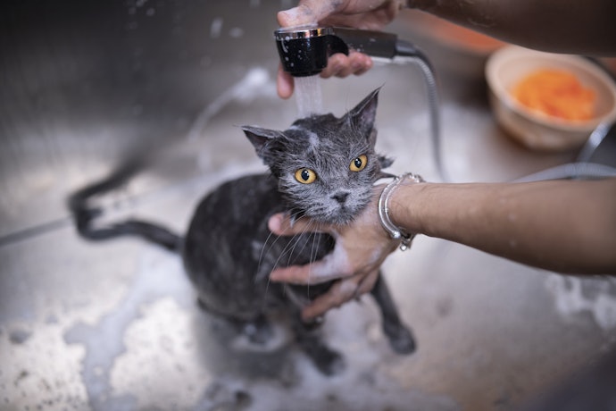 Qual É a Importância de Dar Banho em Gato?