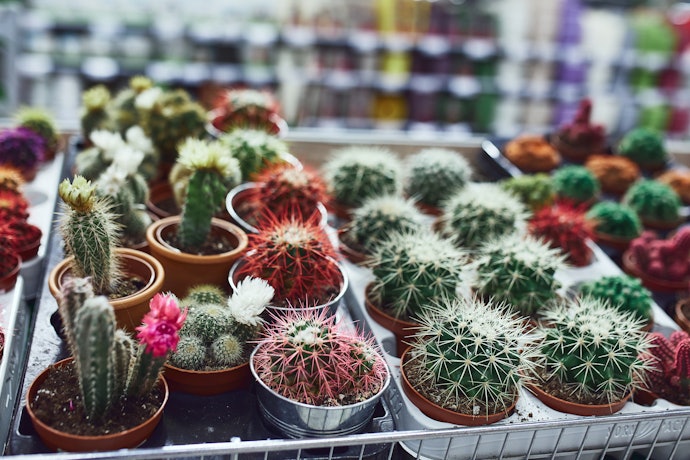 Cactos São Suculentas?