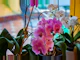 Orquídea: Tipos, Como Cuidar, Como Replantar e mais