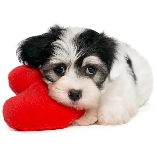 Verme do Coração: Sintomas, Tratamento e mais