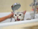 Como Dar Banho em Gato: Confira o Guia Completo