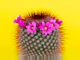 Cactos: Tipos, Como Plantar, Cuidar, Replantar e mais