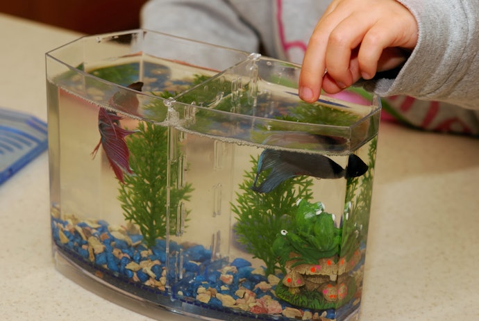 Qual é a Quantidade de Ração Adequada para o Peixe Betta?