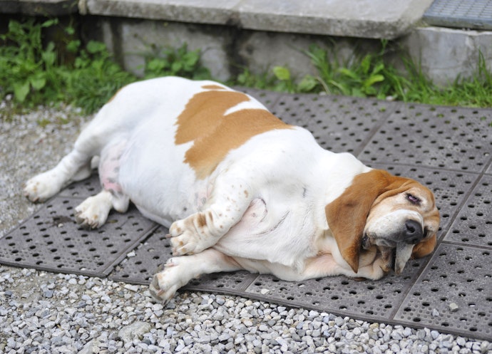 Qual Tipo de Ração é Bom para Cachorro Emagrecer?