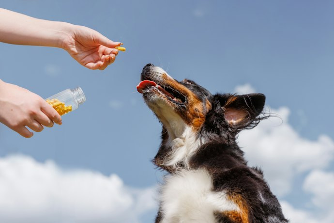 Como Dar o Probiótico Pet para Cachorros e Gatos?