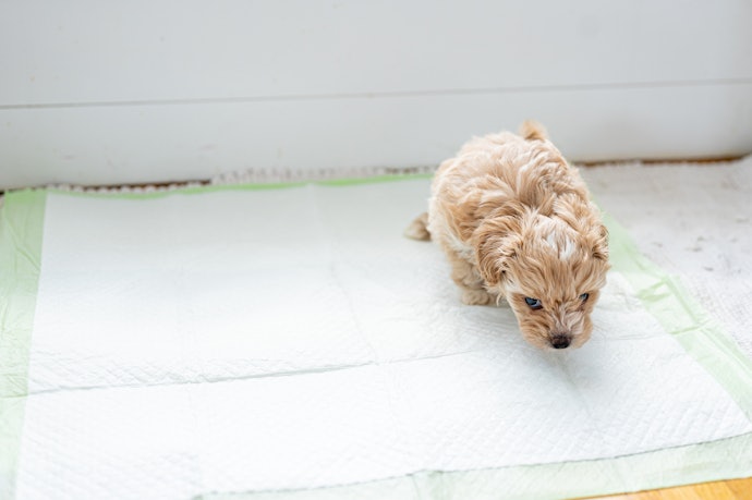 Como Ensinar o Cachorro a Usar o Tapete Higiênico?
