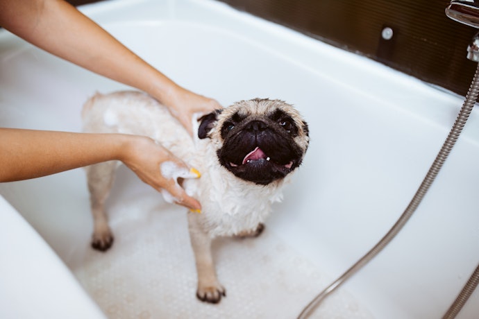 Como Usar Condicionador em Cachorro?