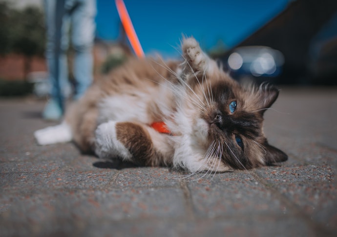 Como Adaptar o Gato a Coleira?