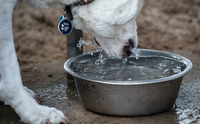 Coloque o Bebedouro em uma Altura Confortável para o Animal