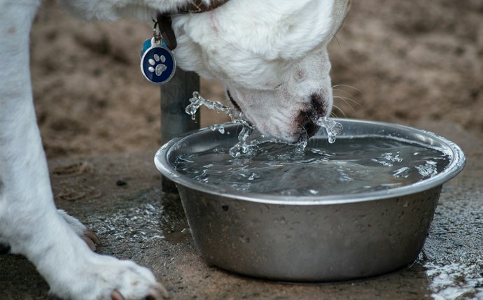 Coloque o Bebedouro em uma Altura Confortável para o Animal