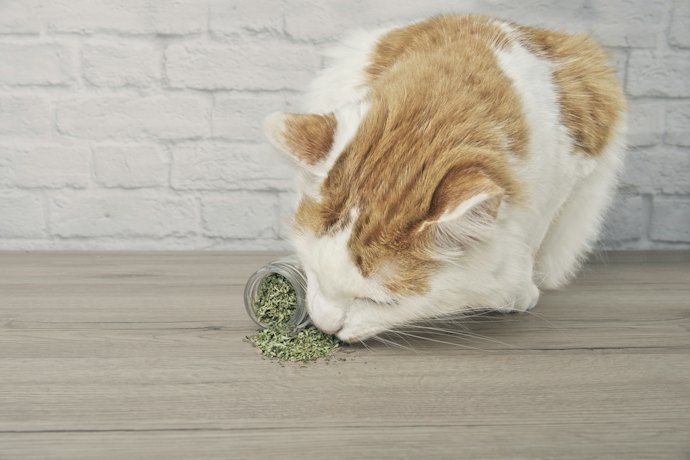 Para que Serve a Erva do Gato (Catnip)?