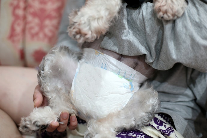 Como Colocar Fralda no Cachorro?