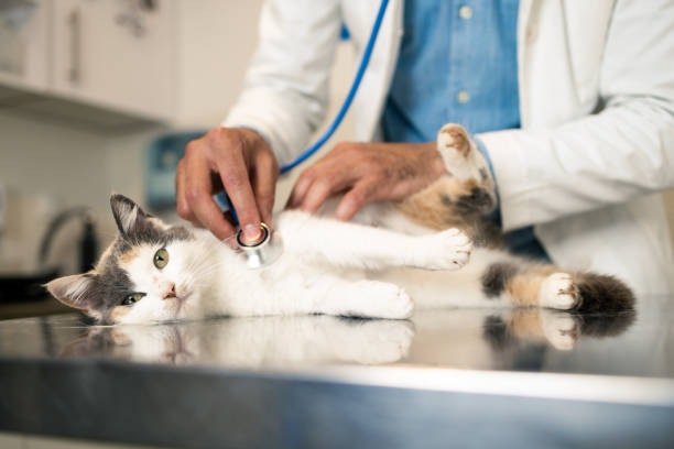 O que Fazer em Caso de Reação Adversa ao Antipulgas para Gatos