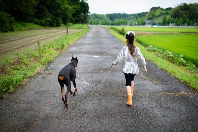 Passeio Também é Importante! Seu Cão Precisa Ser Estimulado com Novos Cheiros e Barulhos