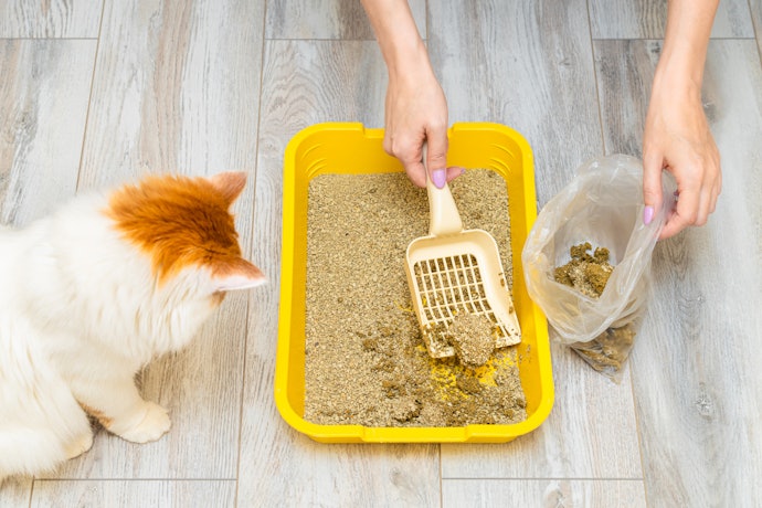 Como Limpar Caixa de Areia de Gatos?