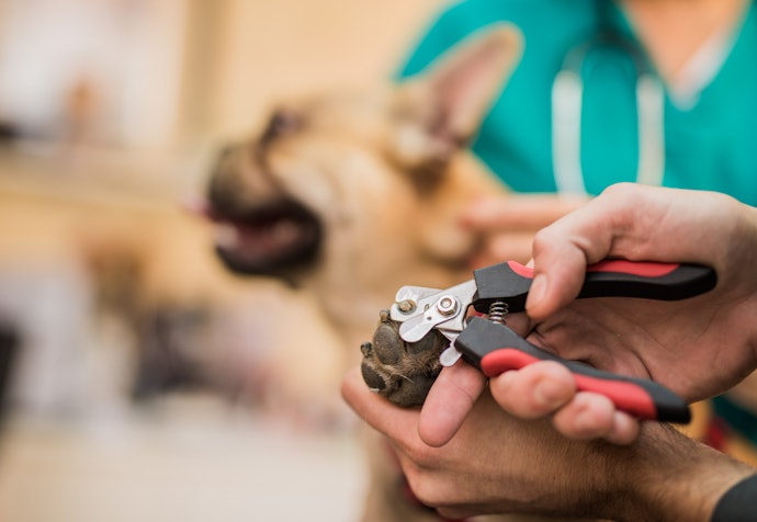 Como Usar Cortador de Unha para Cachorro?