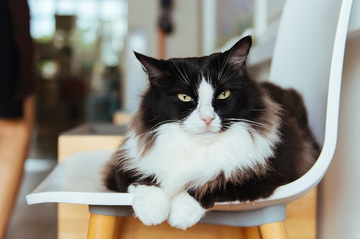 Porque Gatos Idosos Emagrecem?