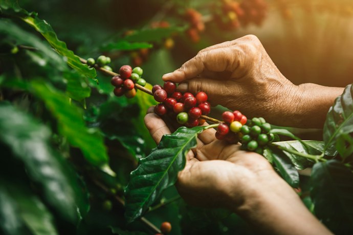 De Onde Vem o Café?