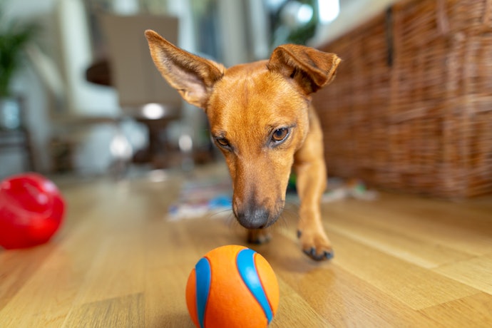 Como se Divertir em Casa com o Seu Pet