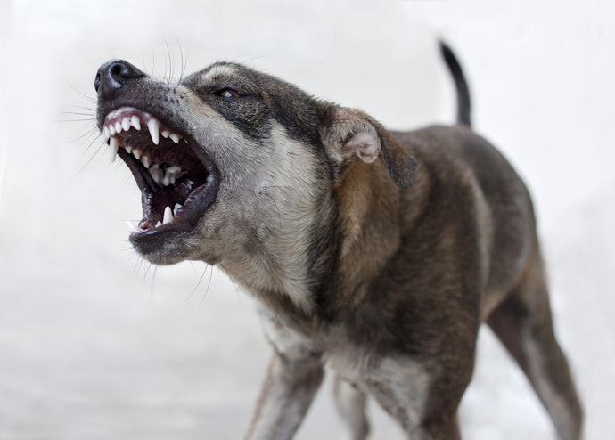 Como Colocar a Focinheira em Cão Bravo