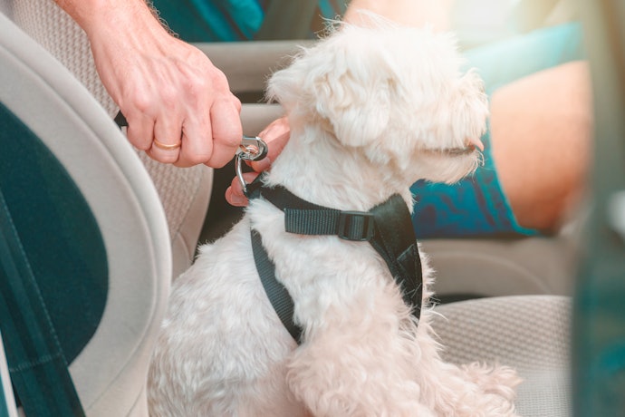 Como Colocar o Cinto de Segurança para Cachorro?