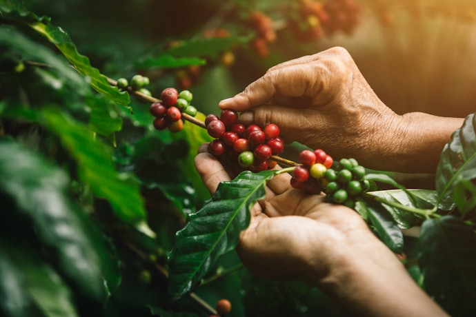 De Onde Vem o Café?
