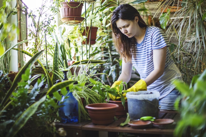 Como Usar Adubo para Orquídeas?