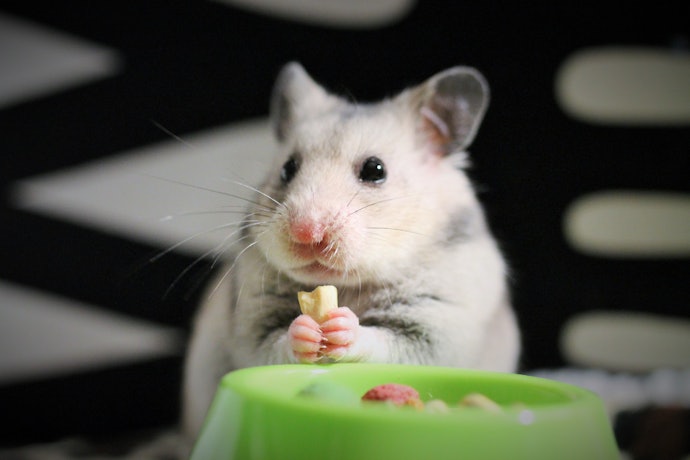 Como Alimentar um Hamster de Forma Saudável