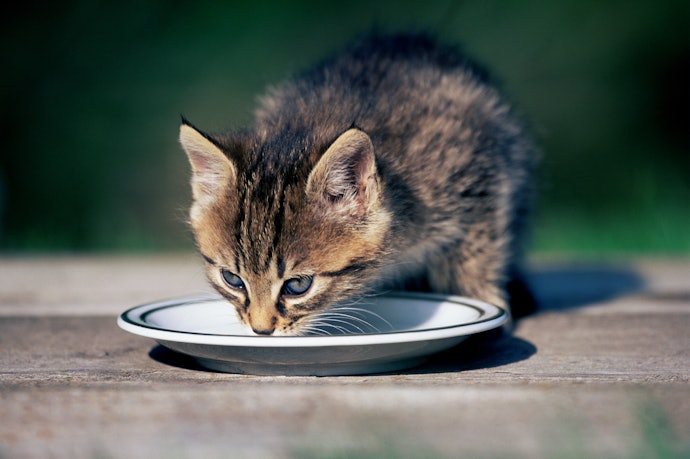 Pode Dar Sachê para Gato Todo Dia?