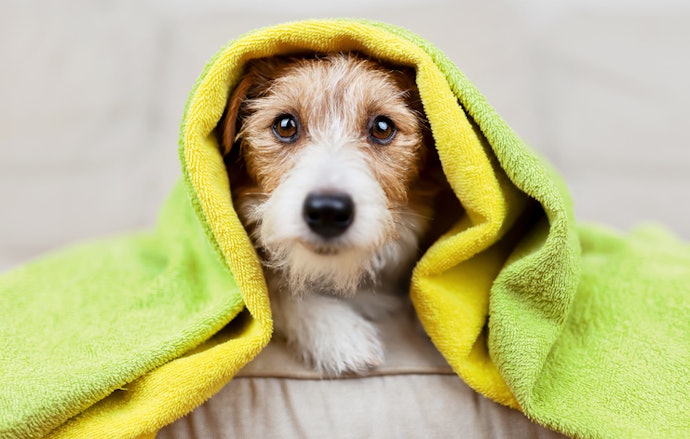 Como Dar Banho no Cachorro da Forma Certa para Evitar Mau Cheiro e Irritações