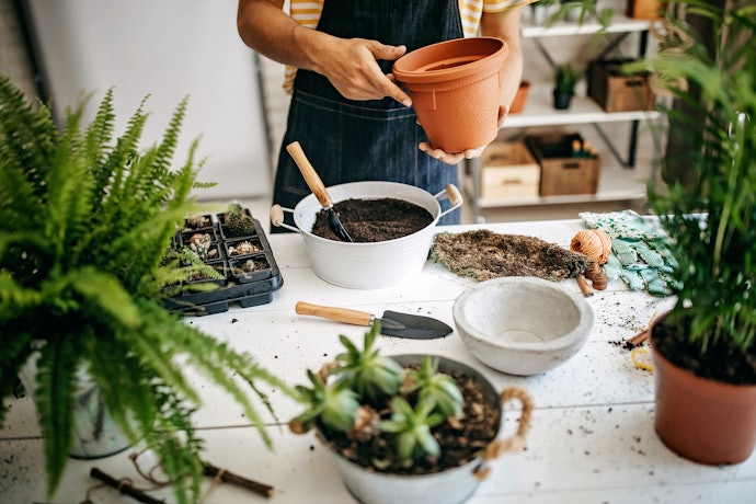 Como Plantar no Vaso Autoirrigável