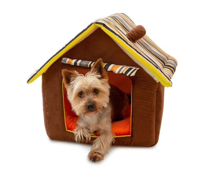 Onde Colocar a Casinha do Cachorro?
