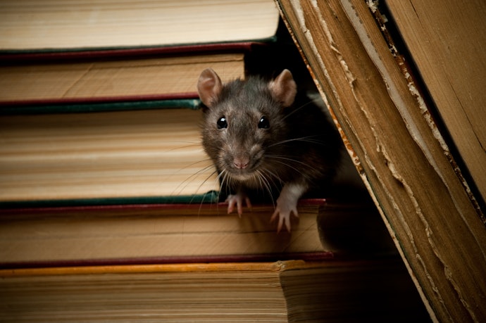 Como Afastar Ratos de Casa?