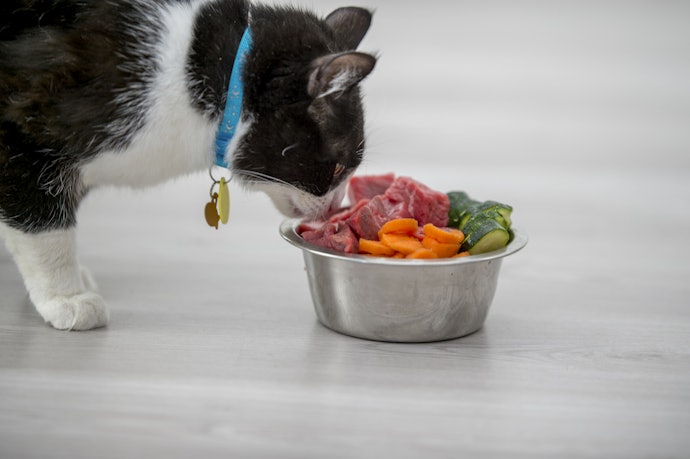 O que Gatos Podem Comer Além de Ração?