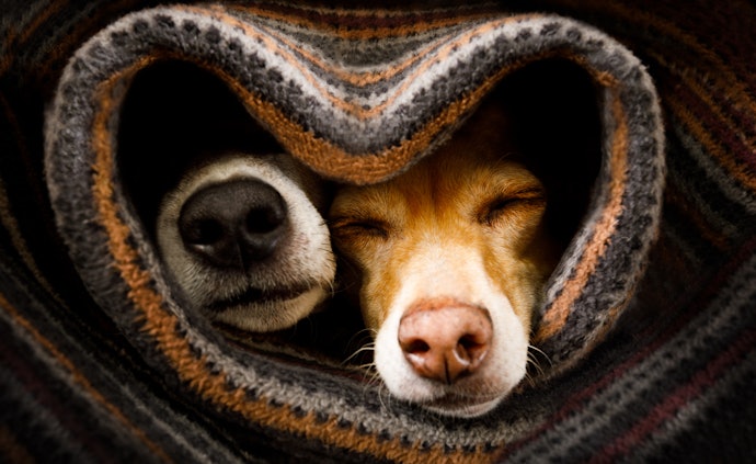 Como Deixar a Casinha Mais Confortável para Seu Cãozinho?