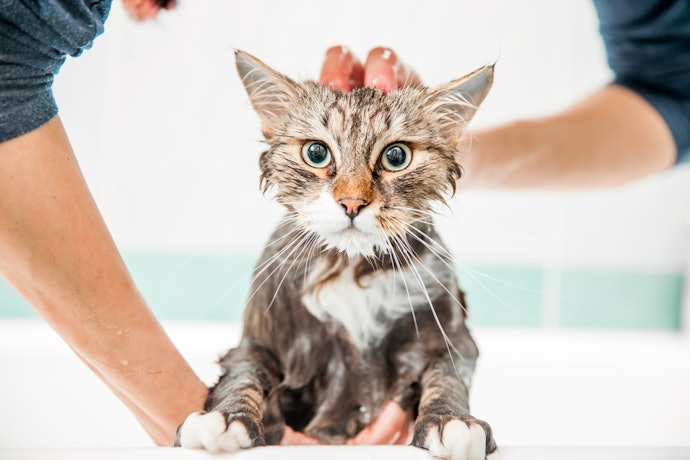 Como Dar Banho em Gatos?