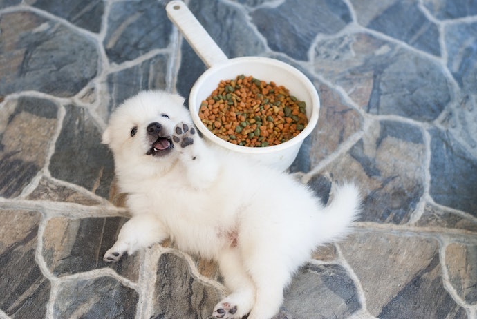 Aprenda Como Escolher Ração para Cachorro Filhote e Veja Indicações de Produtos
