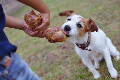 Osso para Cachorro Faz Mal? Veja Alguns Cuidados Importantes