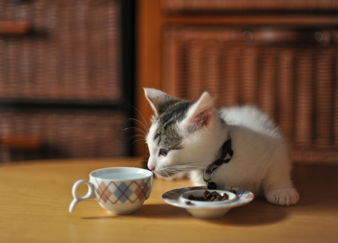 Pode Colocar Coleira em Gato Filhote?