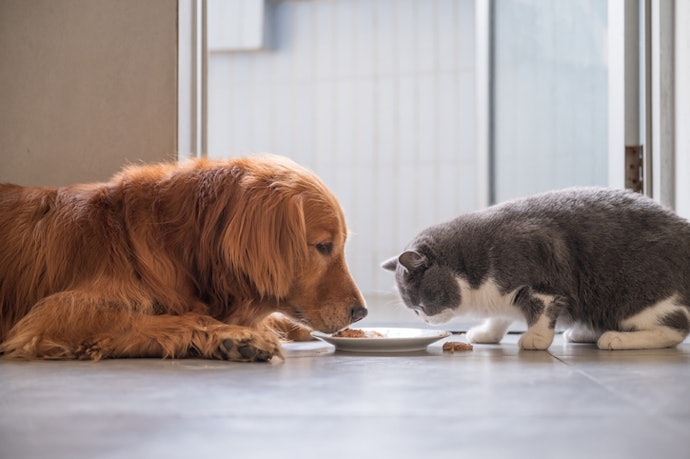 Gatos Podem Tomar Vermífugo para Cães?