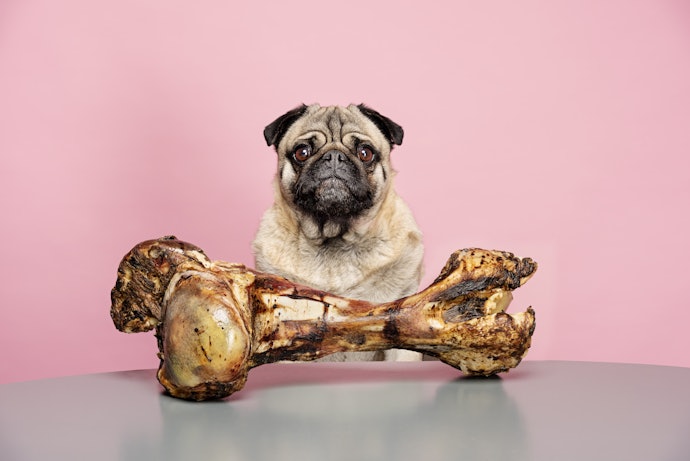 Quais os Benefícios do Osso para Cachorro?