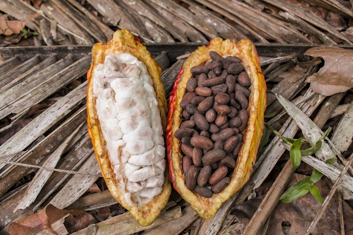 A Incrível História do Chocolate
